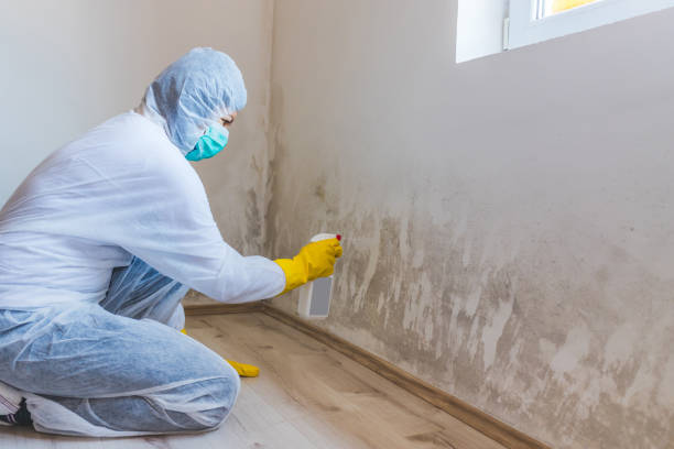 Commercial Mold Remediation assessment for commercial property in Island Park