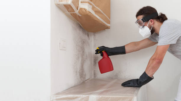 Attic Mold Remediation treatment on roof deck in Island Park