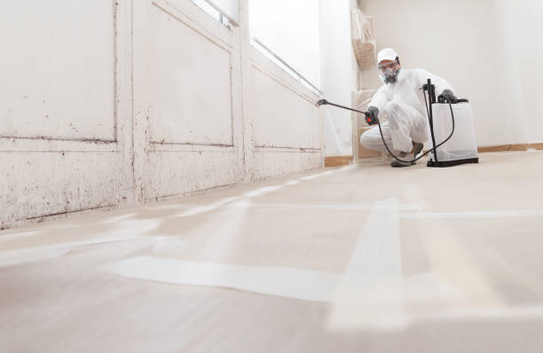 Black mold remediation team in Island Park